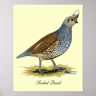 Scaled Quail Poster