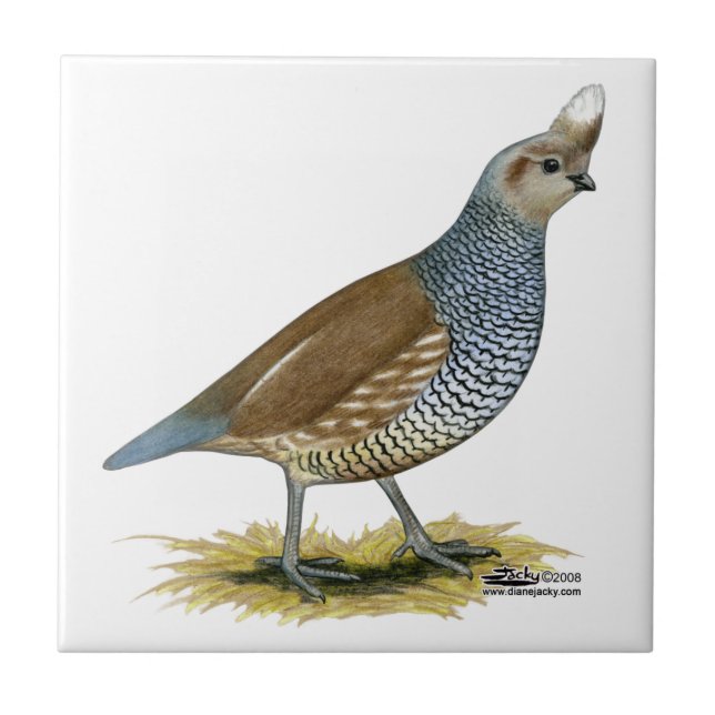 Scaled Quail Tile (Front)