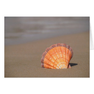 Scallop Shell  Crete, Greece