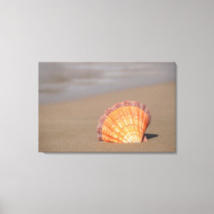 Scallop Shell  Crete, Greece Canvas Print