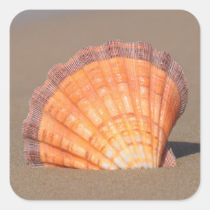 Scallop Shell Crete, Greece Square Sticker