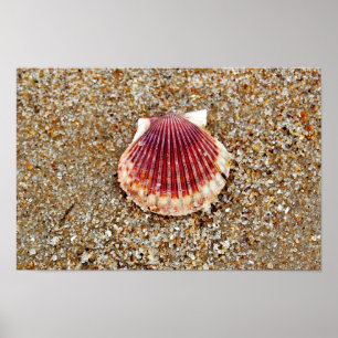 Scallop Shell Poster