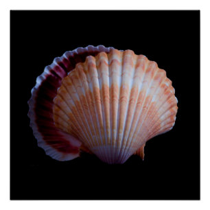 Scallop Shell Poster
