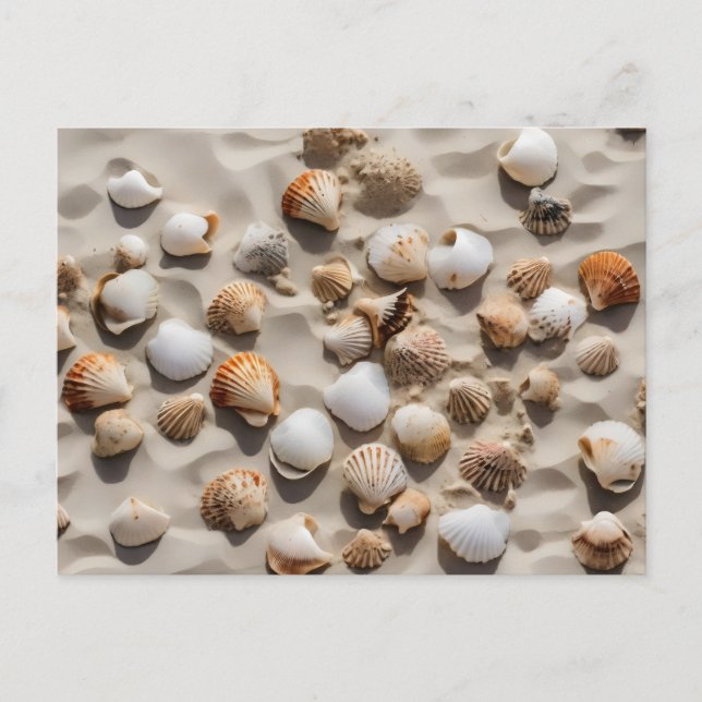 Scallop shells on sand postcard (Front)