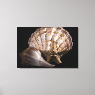 Scallop, Whelk, Sea Star Canvas Print