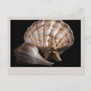 Scallop, Whelk, Sea Star Postcard