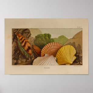 Scallops Shells Vintage Color Illustration Print