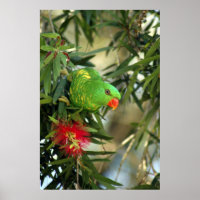 Scaly Breasted Lorikeet