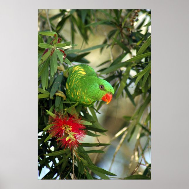 Scaly Breasted Lorikeet Poster (Front)