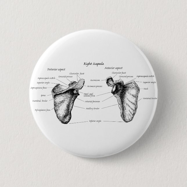 Scapula Details 6 Cm Round Badge (Front)