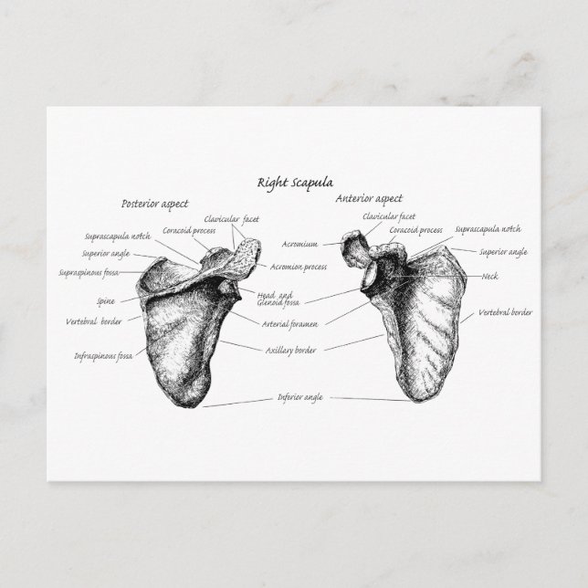 Scapula Details Postcard (Front)
