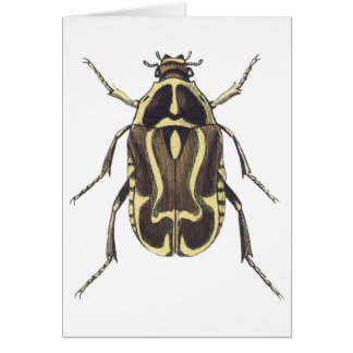 Scarab Beetle