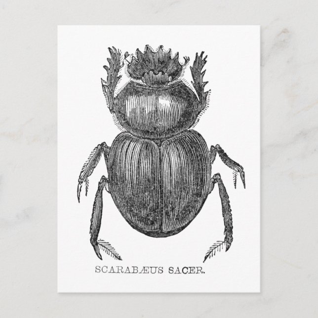 Scarab Beetle Vintage pen and ink drawing Postcard (Front)