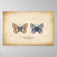 Scarce Large Blue Butterfly Naturalist Specimen Po