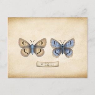 Scarce Large Blue Butterfly Specimen Customisable Postcard