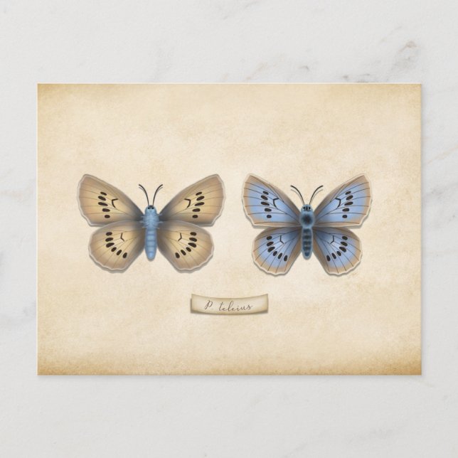 Scarce Large Blue Butterfly Specimen Customisable Postcard (Front)