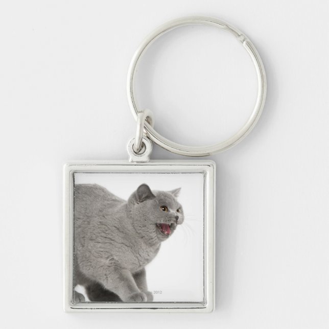 Scared British Shorthair hissing (8 months old) Key Ring (Front)