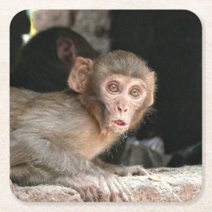 Scared monkey with big eyes coaster