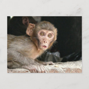 Scared monkey with big eyes postcard