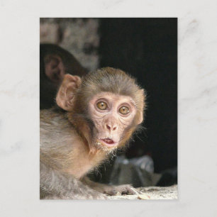 Scared monkey with big eyes vertical card