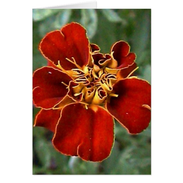 scarlet beauty (Front)