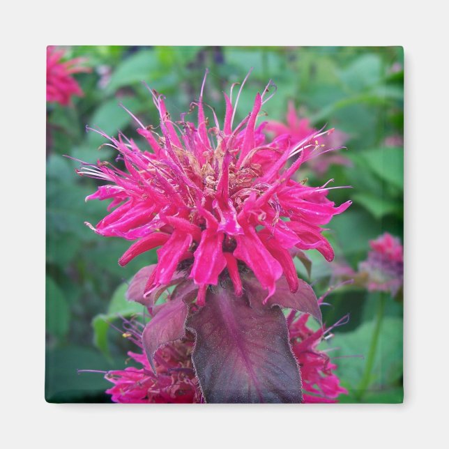 Scarlet Beebalm Magnet (Front)