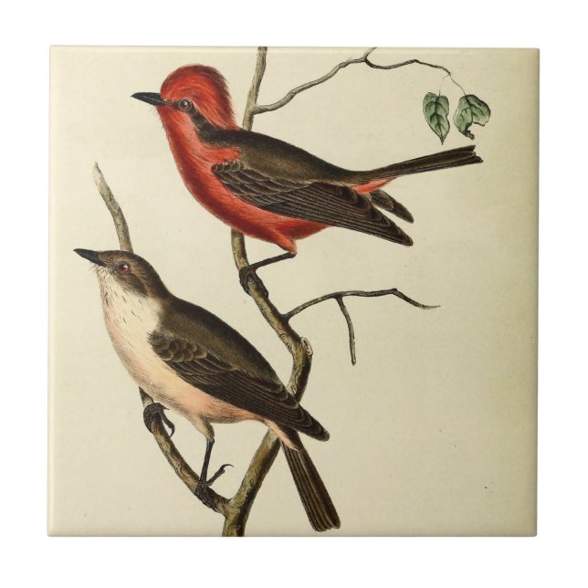 Scarlet Crowned Flycatcher Tile (Front)