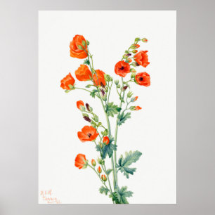 Scarlet Desert Globemallow of Apricot Mallow Poster