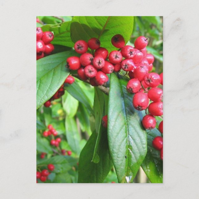 Scarlet Firethorn In Valley Gardens Park Postcard (Front)