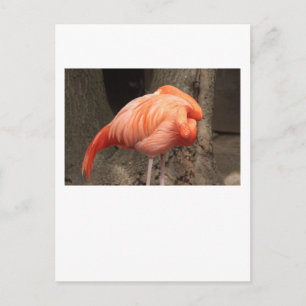 Scarlet Flamingo Postcard