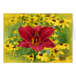 Scarlet Gold - Daylily