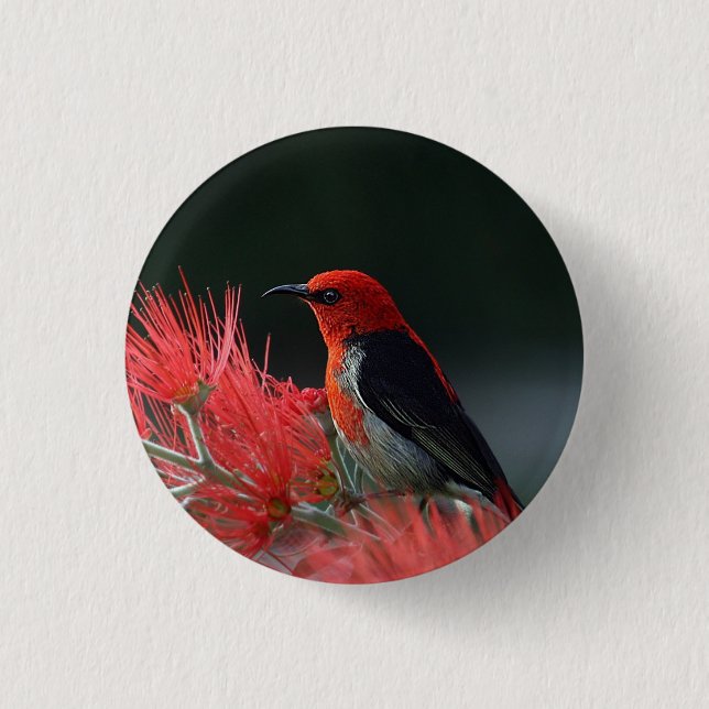 Scarlet honeyeater Exotic Bird 3 Cm Round Badge (Front)