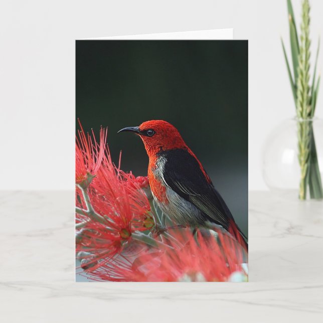 Scarlet honeyeater Exotic Bird Card (Front)