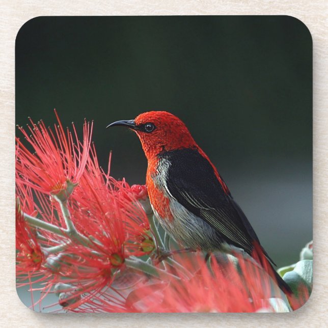 Scarlet honeyeater Exotic Bird Coaster (Front)
