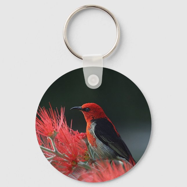 Scarlet honeyeater Exotic Bird Key Ring (Front)