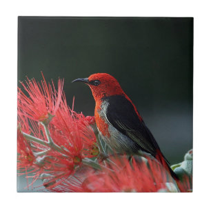 Scarlet honeyeater Exotic Bird Tile