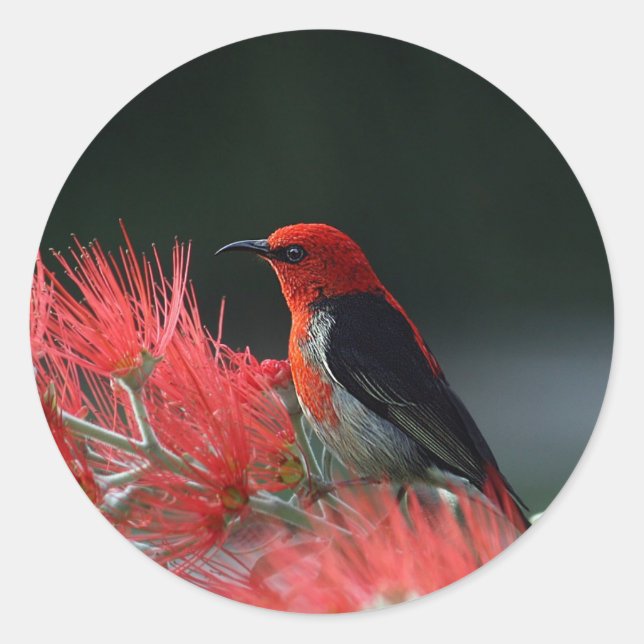 Scarlet Honeyeater Photo Classic Round Sticker (Front)