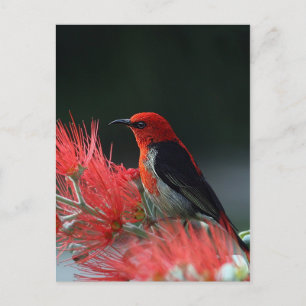 Scarlet honeyeater postcard
