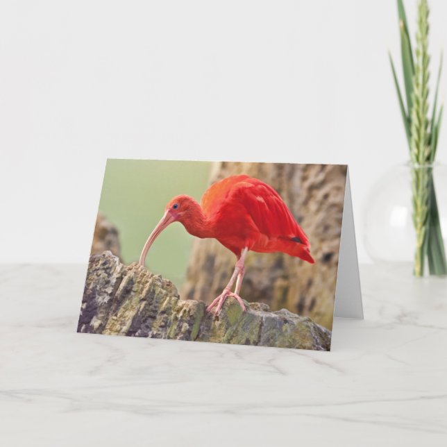 Scarlet Ibis Bird Note or Greeting Card (Front)