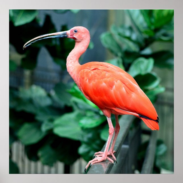 Scarlet Ibis Bird Photo Poster (Front)