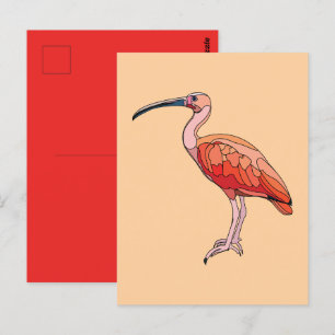 Scarlet Ibis Bird Postcard