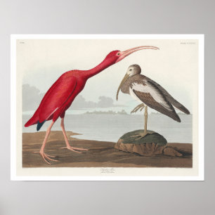Scarlet Ibis by Audubon Poster