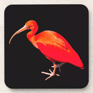 Scarlet Ibis Coaster