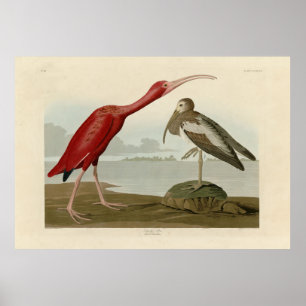 Scarlet Ibis - from Audubon's Birds of America Poster