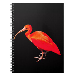 Scarlet Ibis Notebook