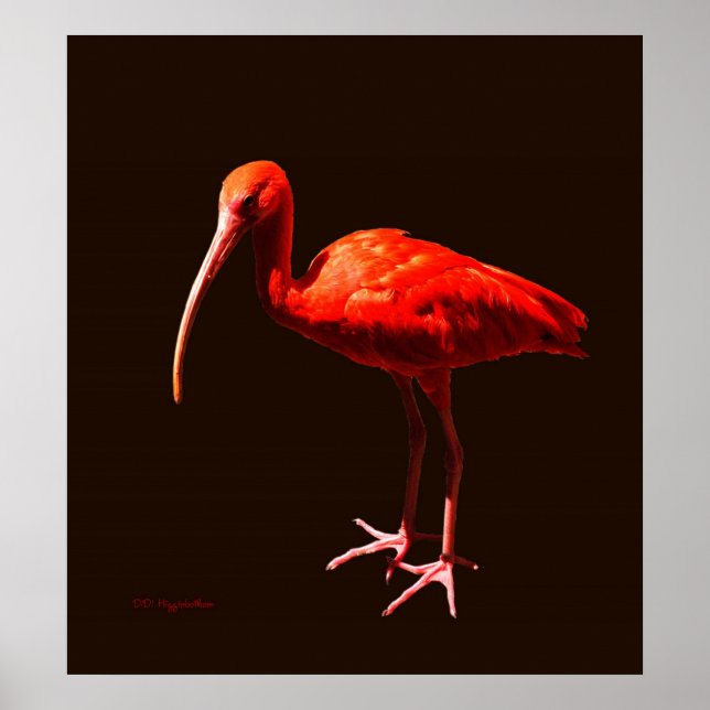 Scarlet Ibis on Black Poster (Front)