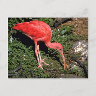 Scarlet ibis postcard