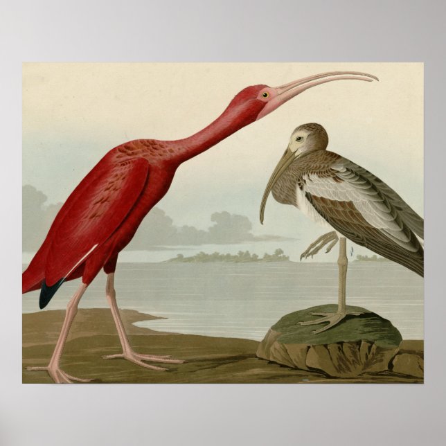 Scarlet Ibis Poster (Front)
