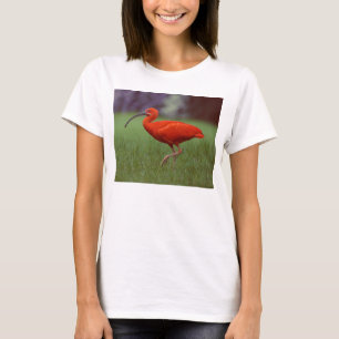 Scarlet ibis T-Shirt