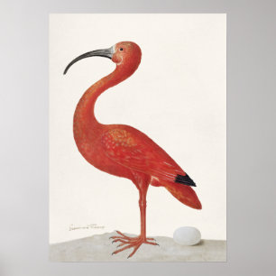Scarlet Ibis with an Egg (1699–1700) Poster